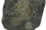 Fossil Ammonite (Dactylioceras) Cluster - Posidonia Shale, Germany #353520-1